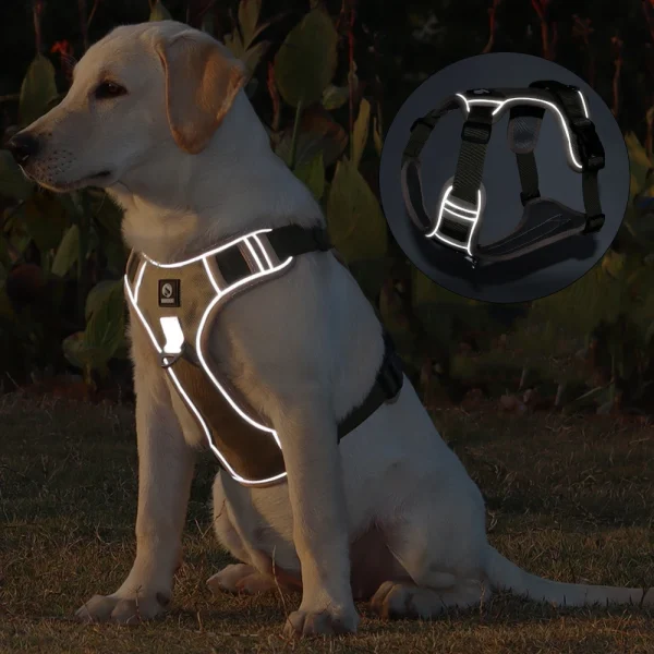 Harness Reflective. No Pull Walking Training.